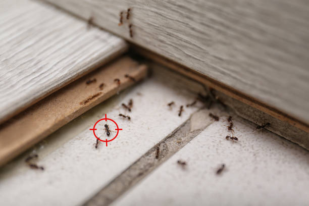 Reliable Rose Hill, NC Pest Control Solutions