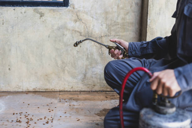 Best Flea Control Services  in Rose Hill, NC